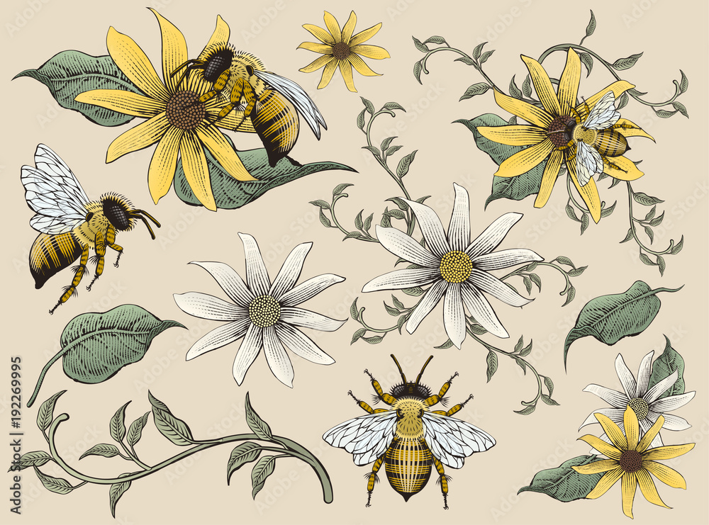 Honey bees and flowers elements Stock Vector | Adobe Stock