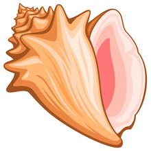 Vector Illustration Of A Conch Shell.