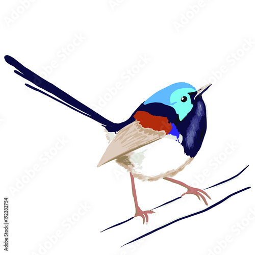 Cuadros en Lienzo superb variegated fairy blue wren