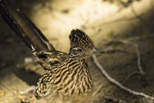 Close Up Of A Road Runner In The Desert