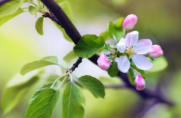 Poster - Flowers of an apple tree in spring on a nature outdoors macro. Colorful bright artistic image.