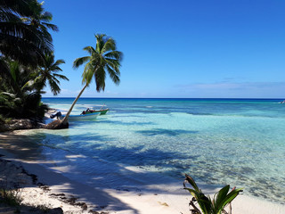 A dangling palm tree on the ocean