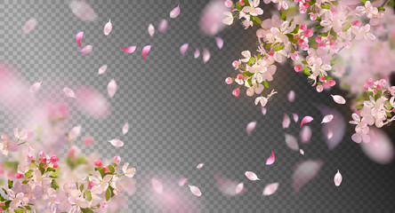 Wall Mural - Spring Cherry Blossom