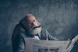 © deagreez - Handsome, attractive rich old man in glasses with cigarette in mouth, hold newspaper, looking at camera with one close eye, shares stock, news, workstation, sit in leather chair over gray background