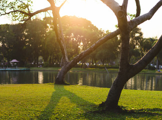 two trees with branches reaching over a calm lake. The setting sun casts a golden glow across the scene.