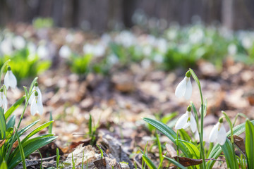 Wall Mural - white tender snowdrops in the spring forest on sunrise