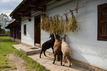 Sheep Livestock Feeding In A Traditional Slovakian Village
