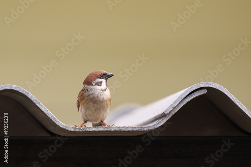 Fotografía Image of sparrow on the roof tile. bird. Animal.