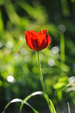 Fototapeta Tulipany - Red tulip