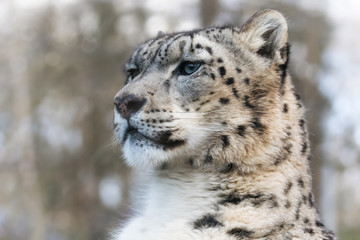 Wall Mural - Snow leopard in sunlight