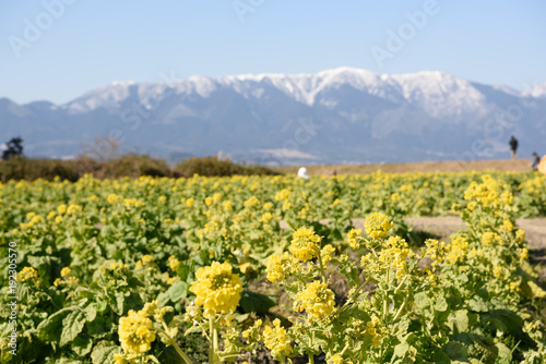 琵琶湖畔の菜の花 Buy This Stock Photo And Explore Similar Images At Adobe Stock Adobe Stock 琵琶湖畔の菜の花 Buy This Stock Photo And Explore Similar Images At Adobe Stock Adobe Stock