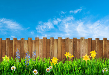 Wall Mural - spring background with flowers