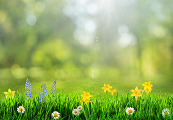 Wall Mural - grass and spring flowers background