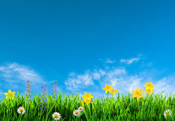 Wall Mural - grass and spring flowers background