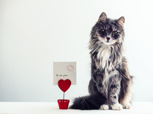 Charming, Furry Cat Near The Holder For Papers In The Form Of A Heart With A Note For Important Events