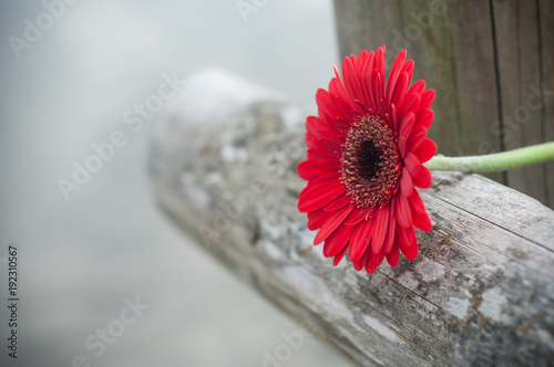 gerbera rouge coupé sur barrière en bois Poster Mural XXL