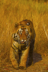 Wall Mural - tiger, panthera tigris. matkasur male. tadoba tiger reserve, chandrapur district