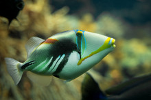 A Beautiful Colored Picasso Triggerfish In A Reef Tank