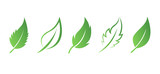 Fototapeta  - Zielony liść eko