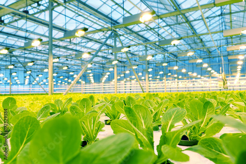 Fotografía Growing cucumbers in a greenhouse.