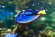 Fish Blue Surgeonfish Paracanthurus Hepatus Or Blue Tang, Regal Tang, Palette Surgeonfish.