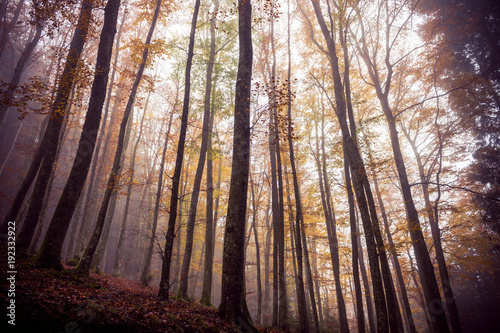 Plakat Straszny las jesienią