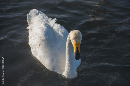 Fotografie, Obraz Beautiful white whooping swans swimming in the nonfreezing winter lake