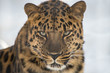 Portrait of the far Eastern leopard