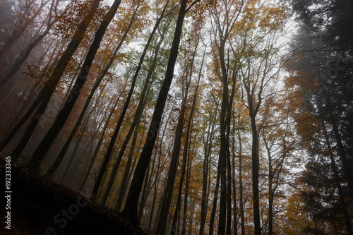 Zdjęcie XXL Straszny las jesienią