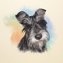 Illustration Of The Scottish Terrier. Dog Is Man's Best Friend. Animal Collection: Dogs. Watercolor Dog Pug Portrait - Hand Painted Illustration Of Pets. Art Background For Design Of Banner, T-shirt.