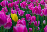 Fototapeta Tulipany -  lonely tulip