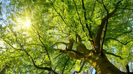 Wall Mural - The spring sun gently shining through the fresh green branches of a large beech tree
