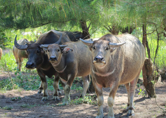 Poster - Water Buffalo