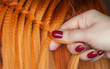 Beautiful, healthy, long, curly, red hair close-up. Braiding. Professional hair care.
