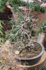 Wall Mural - Bonsai with fallen leaves in a bowl.