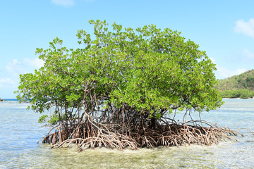 Tree growing in water