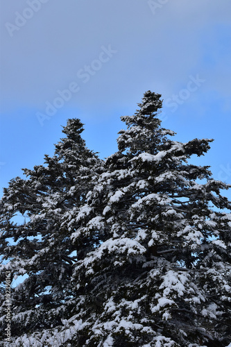 針葉樹と冬の青空 Buy This Stock Photo And Explore Similar Images At Adobe Stock Adobe Stock