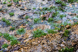 Fototapeta Sawanna - Water, Gravel, Leaves, and Grass Texture - 2