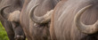 A Buffalo and his horns