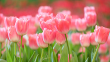 Pink Tulips In The Garden