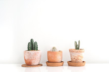 Three Succulents Or Cactus In Clay Pots Over White Background On The Shelf.