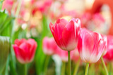Fototapeta Tulipany - Beautiful Red Tulips, Flower background