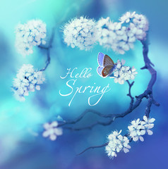 Poster - Spring floral background with flowering cherry branch and butterfly on a blue background in nature outdoors. The inscription 