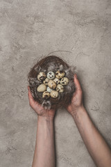 cropped view of man holding nest with feathers and quail eggs on concrete surface