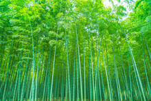 Bamboo And Bamboo Forest
