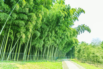 Wall Mural - bamboo and bamboo forest