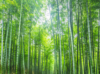 Wall Mural - bamboo and bamboo forest