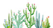 Watercolor cactus composition