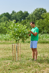 Wall Mural - Caucasian farmer by his walnut trees