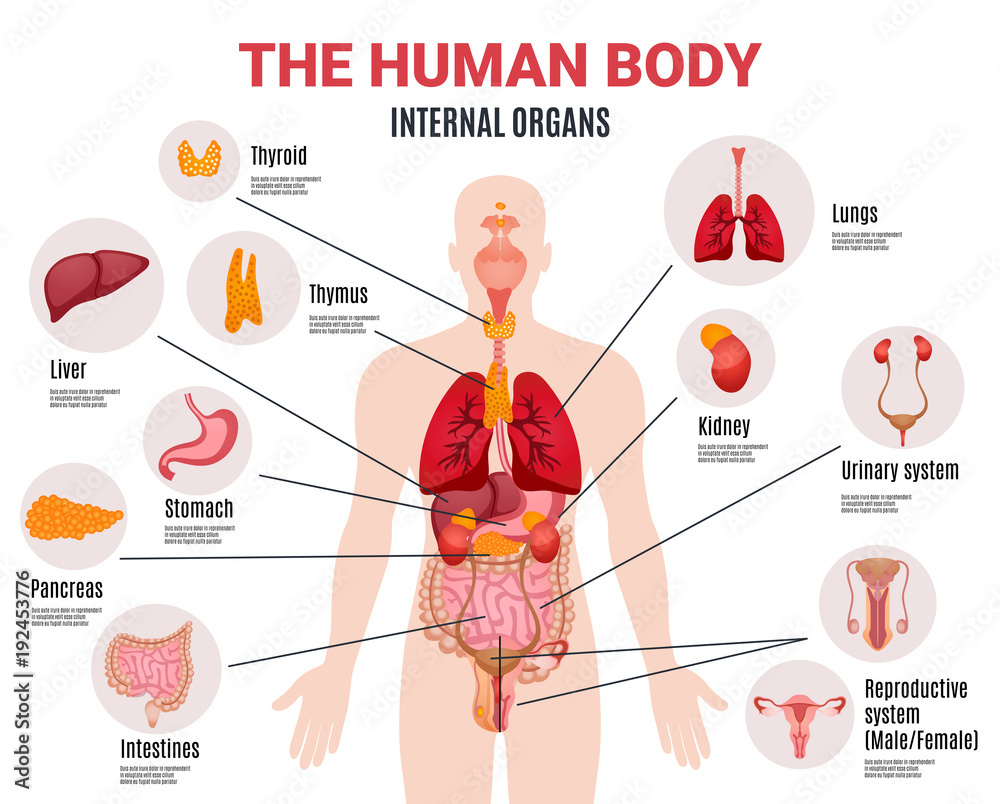 Less Known Internal Organs Human Internal Organs Infographic Poster Stock Vector | Adobe Stock
